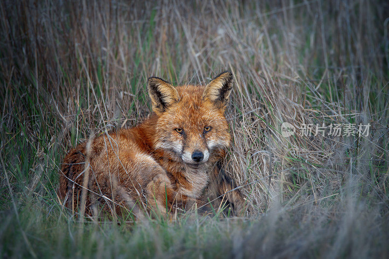 红狐(Vulpes Vulpes)